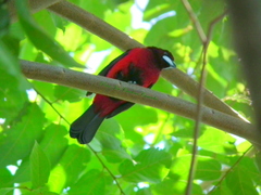 Ramphocelus dimidiatus