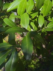 Persea borbonia