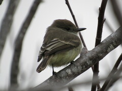 Myiarchus magnirostris