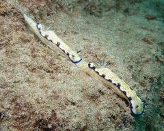 Hypselodoris imperialis