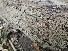 Xylobolus frustulatus