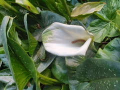 Zantedeschia