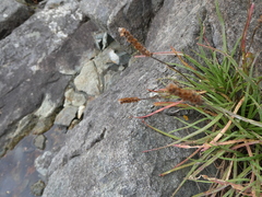 Plantago maritima