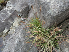 Plantago maritima