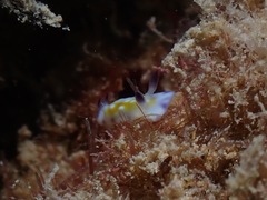 Goniobranchus vibratus