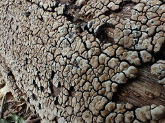 Xylobolus frustulatus