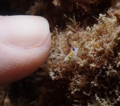 Goniobranchus vibratus