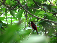 Ramphocelus dimidiatus