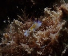 Goniobranchus vibratus