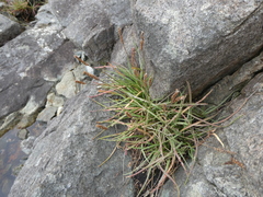 Plantago maritima