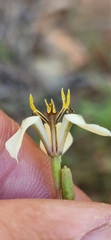 Moraea unguiculata