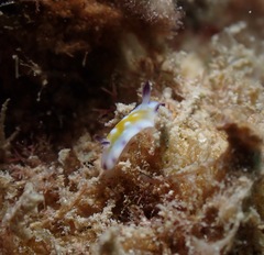 Goniobranchus vibratus