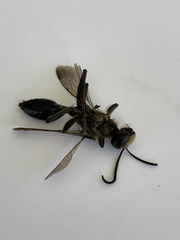 Sphex dorsalis