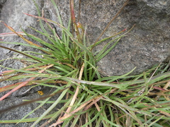 Plantago maritima