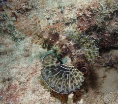 Dendrochirus barberi