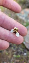 Moraea unguiculata