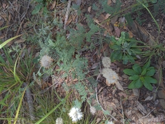 Dalea albiflora