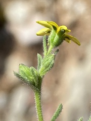 Osteospermum calendulaceum