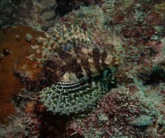 Dendrochirus barberi