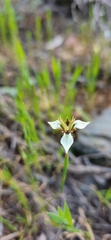 Moraea unguiculata