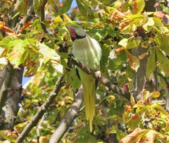 Psittacula eupatria