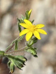 Osteospermum calendulaceum