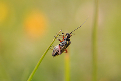 Hadrodemus