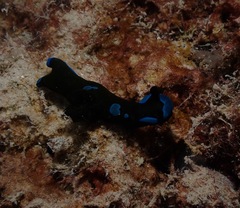 Tambja morosa