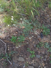 Dalea albiflora