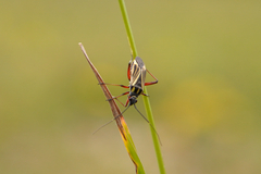 Hadrodemus