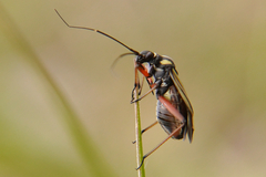 Hadrodemus