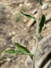 Osteospermum calendulaceum