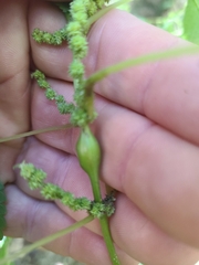 Neolasioptera boehmeriae