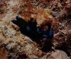 Tambja morosa