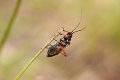 Hadrodemus