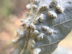 Dryomyia lichtensteinii