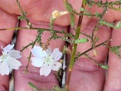 Stephanomeria exigua