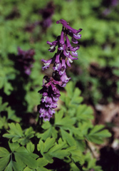 Corydalis cava