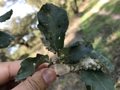 Dryomyia lichtensteinii