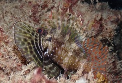 Dendrochirus barberi