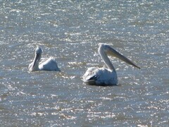 Pelecanus crispus