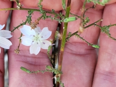 Stephanomeria exigua