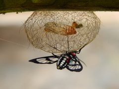 Poecilosoma eone