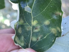 Dryomyia lichtensteinii