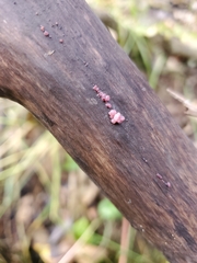 Ascocoryne sarcoides