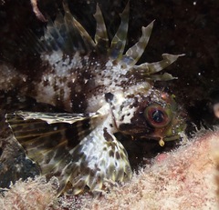 Dendrochirus barberi