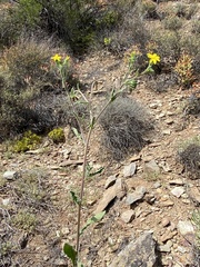 Osteospermum calendulaceum