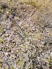 Asclepias brachystephana