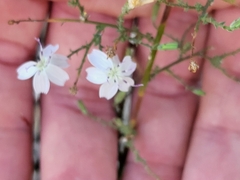 Stephanomeria exigua