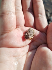 Hyla arenicolor